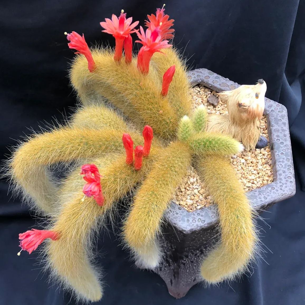 Nine-Tailed Fox Succulent