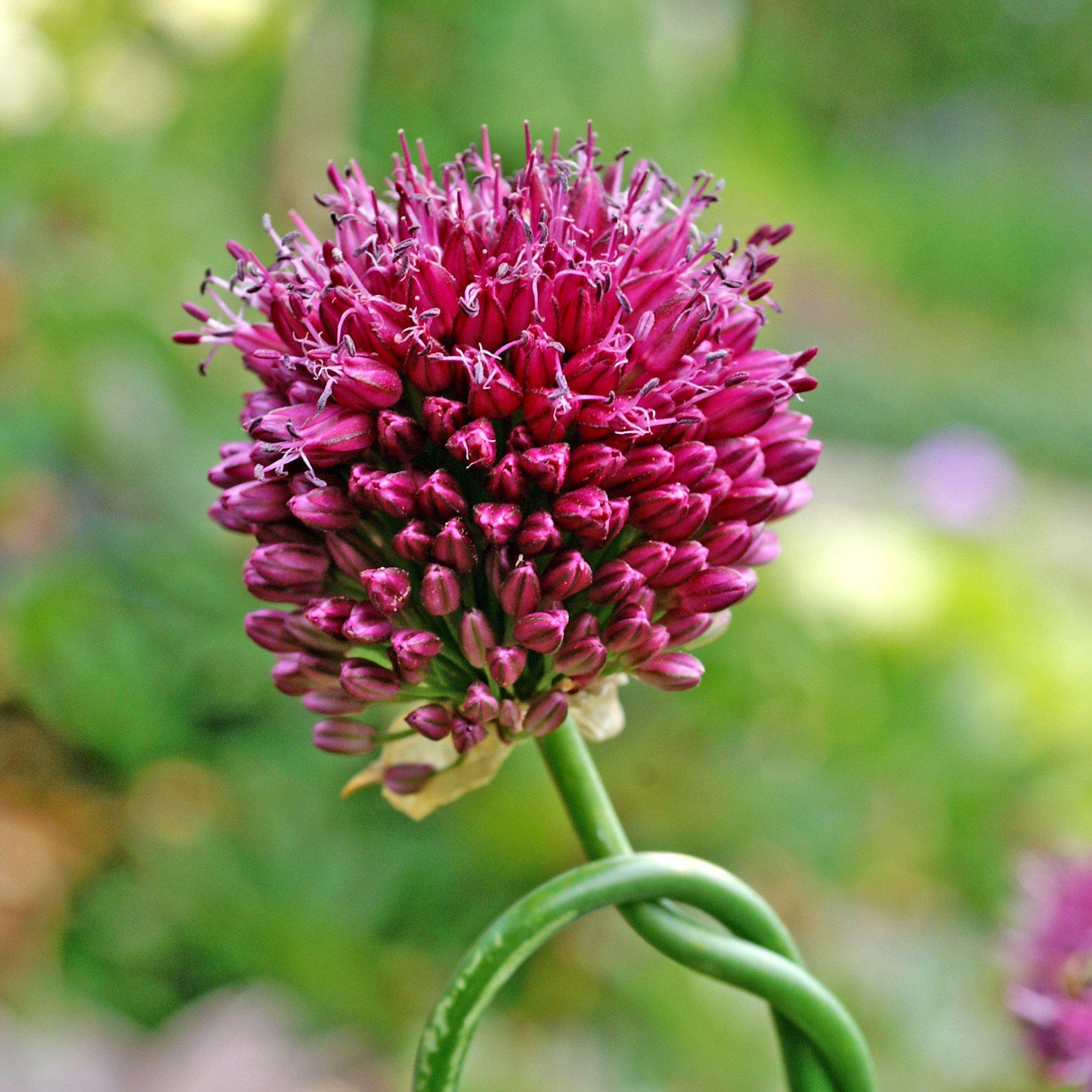 Allium sphaerocephalon (Drumstick)