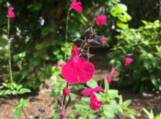 💗Salvia Neon
