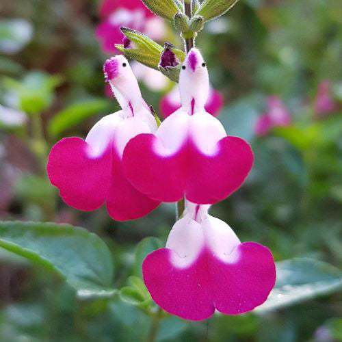 😍Salvia ‘Cherry Lips‘