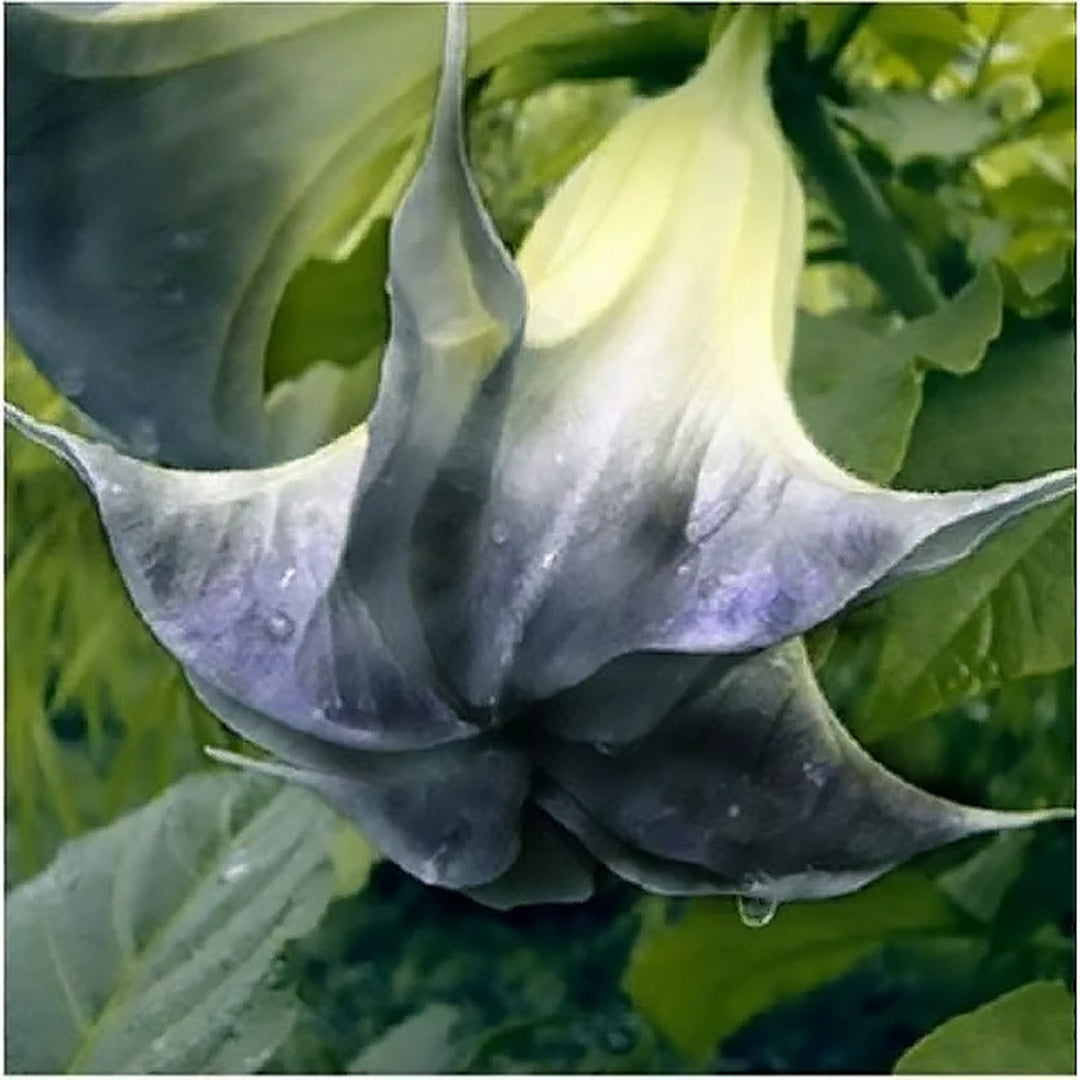 Angel Trumpet Datura Brugmansia Mix Seeds