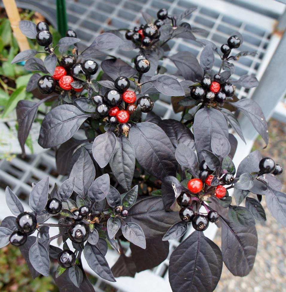 Black Pearl Ornamental Pepper