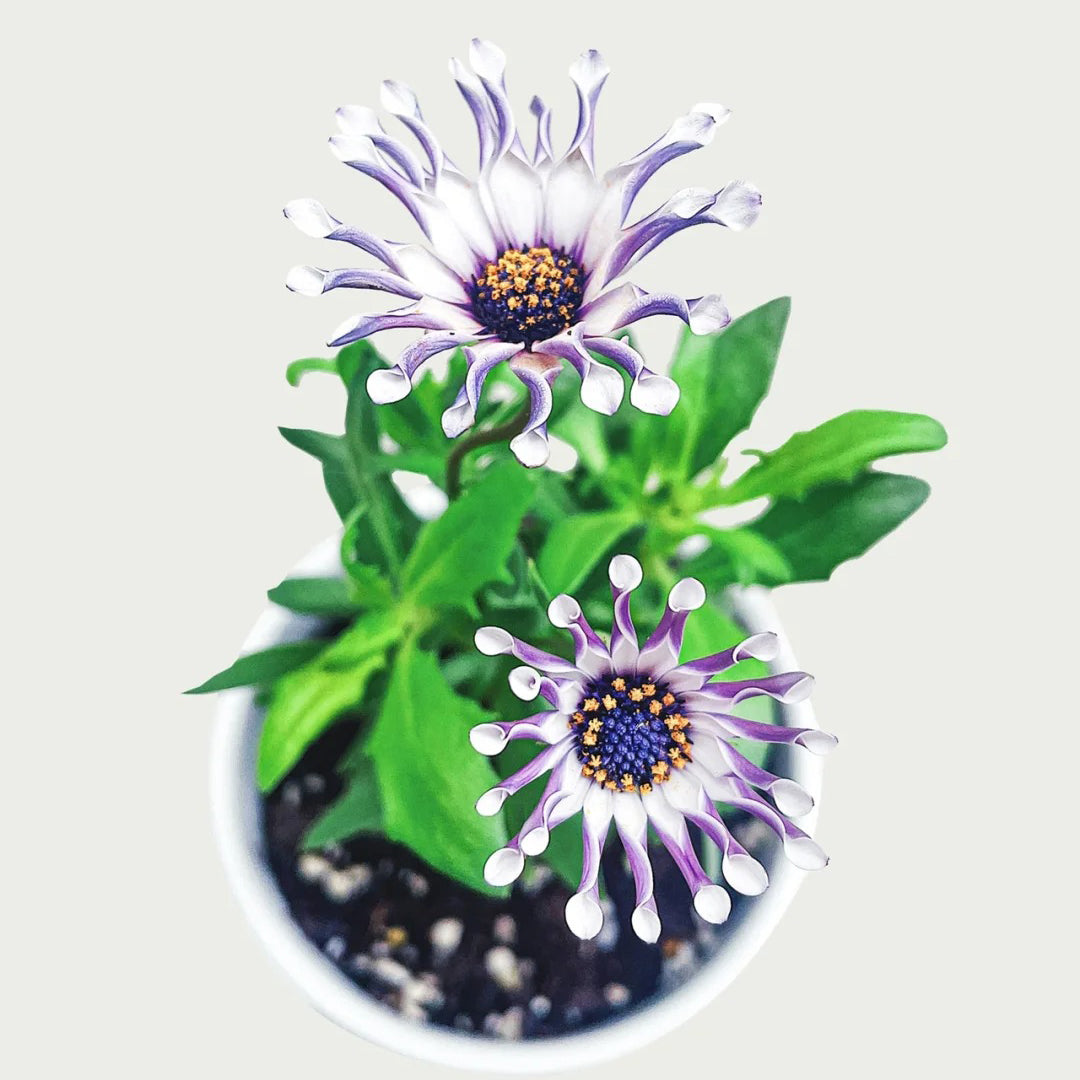 African Daisy Mixcolor Seeds