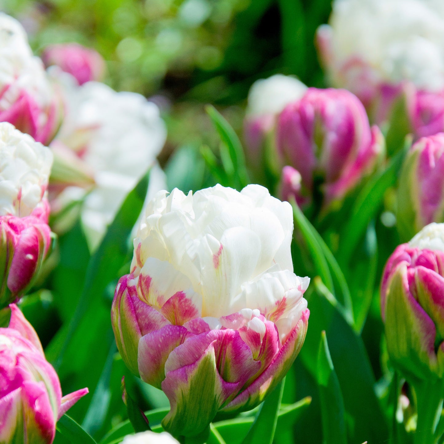 Top quality plants!🌷🌷Tulip Ice Cream