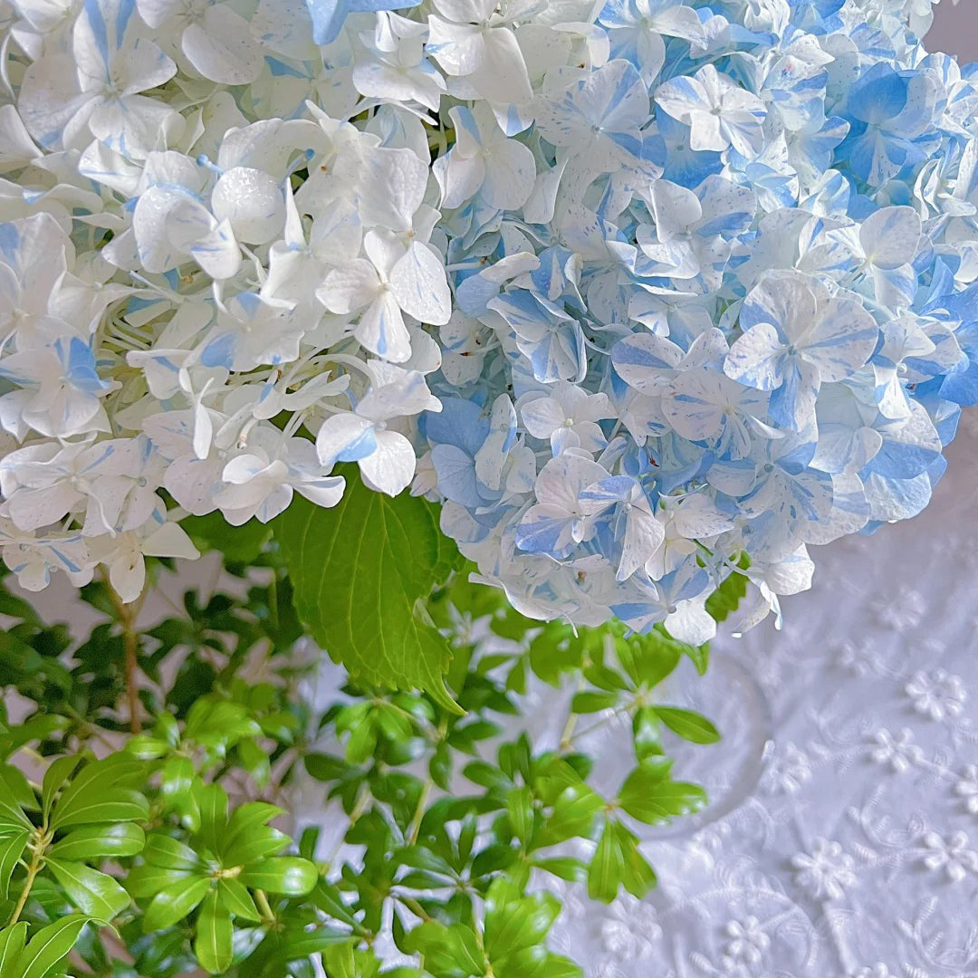 Hydrangea macrophylla "blue meteor shower" Seeds