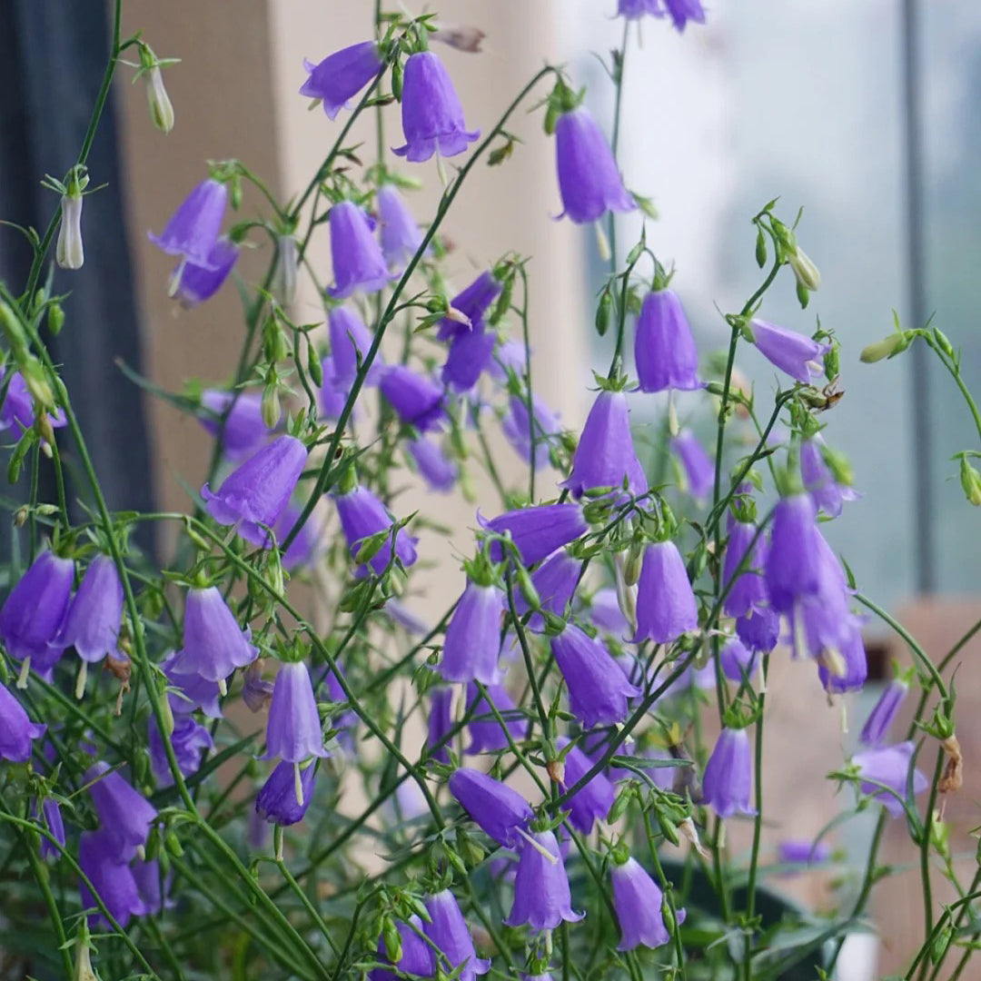 🪻Purple Adenophora Stricta Flower Seeds