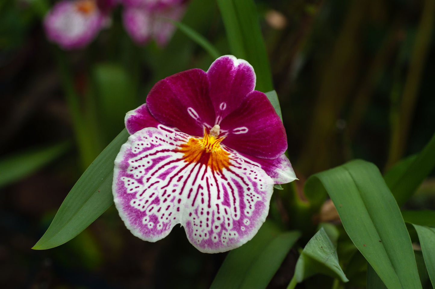 MIX Orchid Miltoniopsis Breathless 'Beauty' Seeds