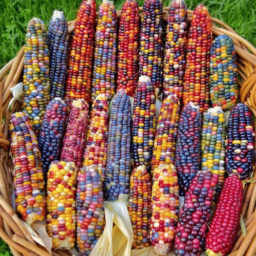 🌽Gem Sweet Corn Seeds