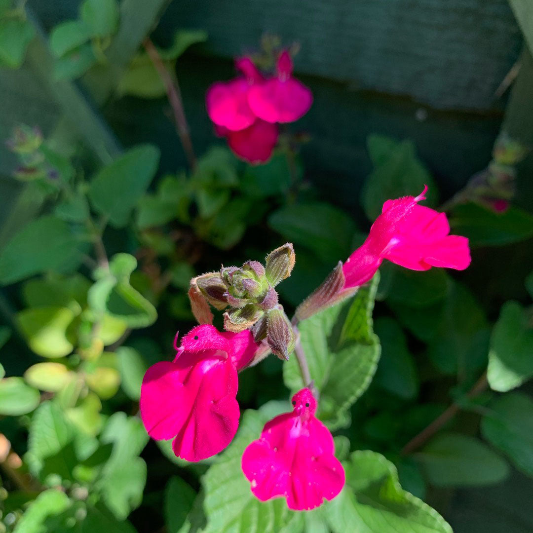 💗Salvia Neon