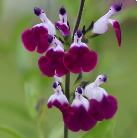 🤩Salvia ‘Amethyst Lips’