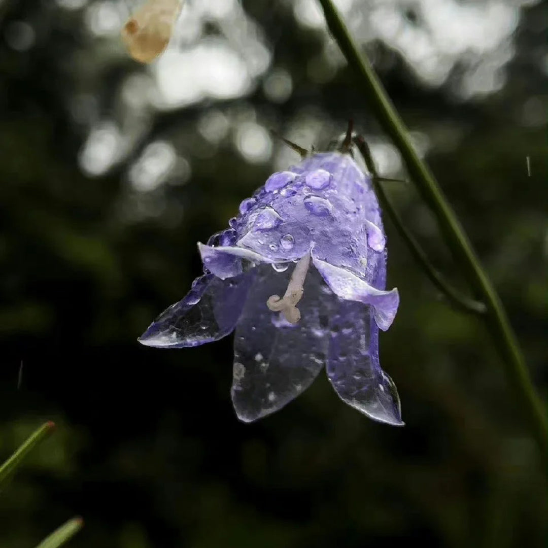 🪻Purple Adenophora Stricta Flower Seeds