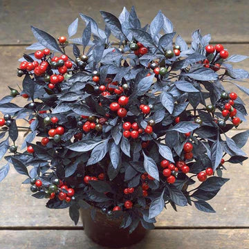 Black Pearl Ornamental Pepper