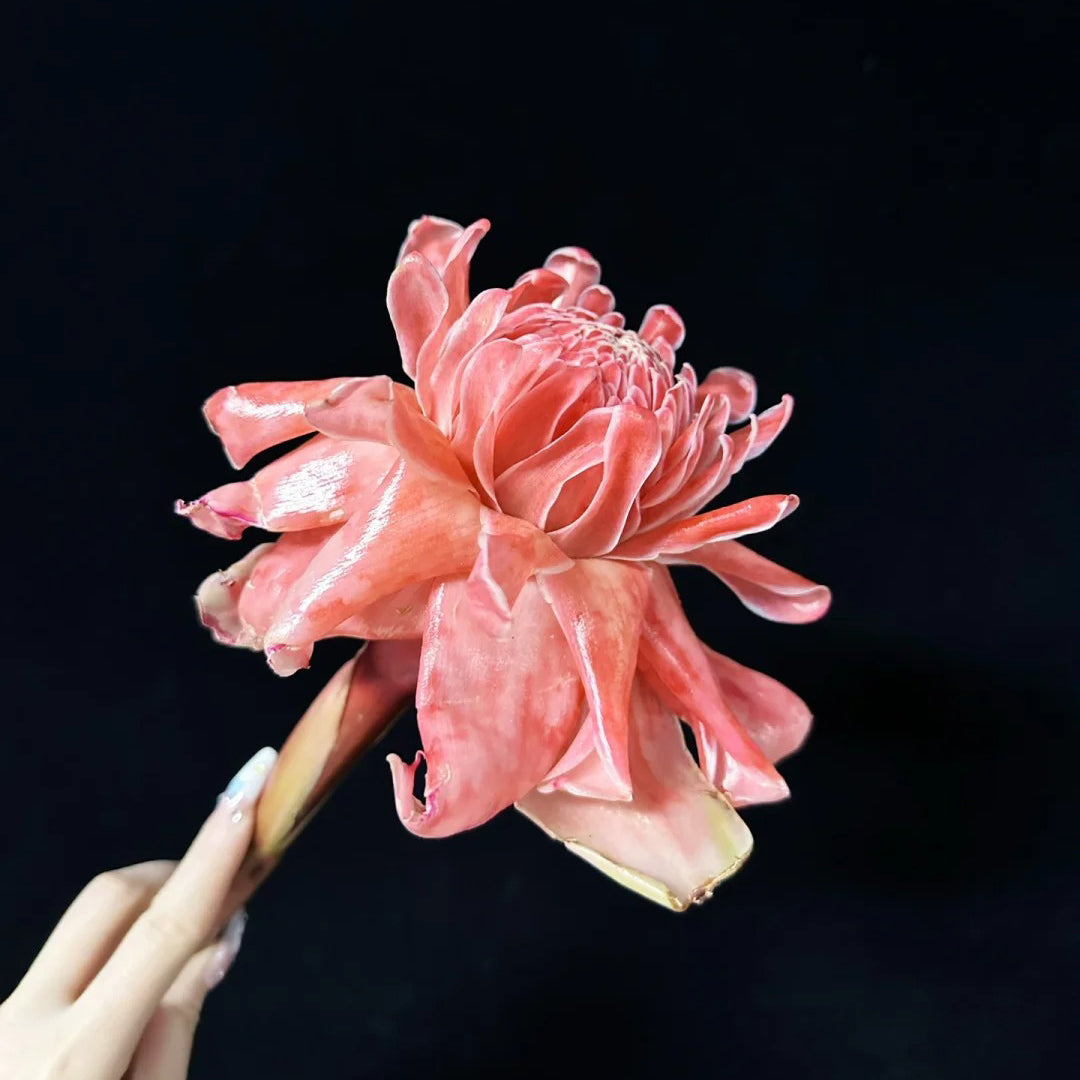Pink Torch Ginger/Etlingera elatior Flower Seeds
