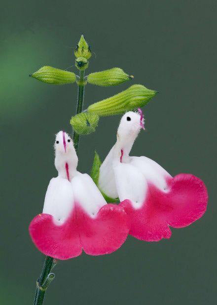 😍Salvia ‘Cherry Lips‘