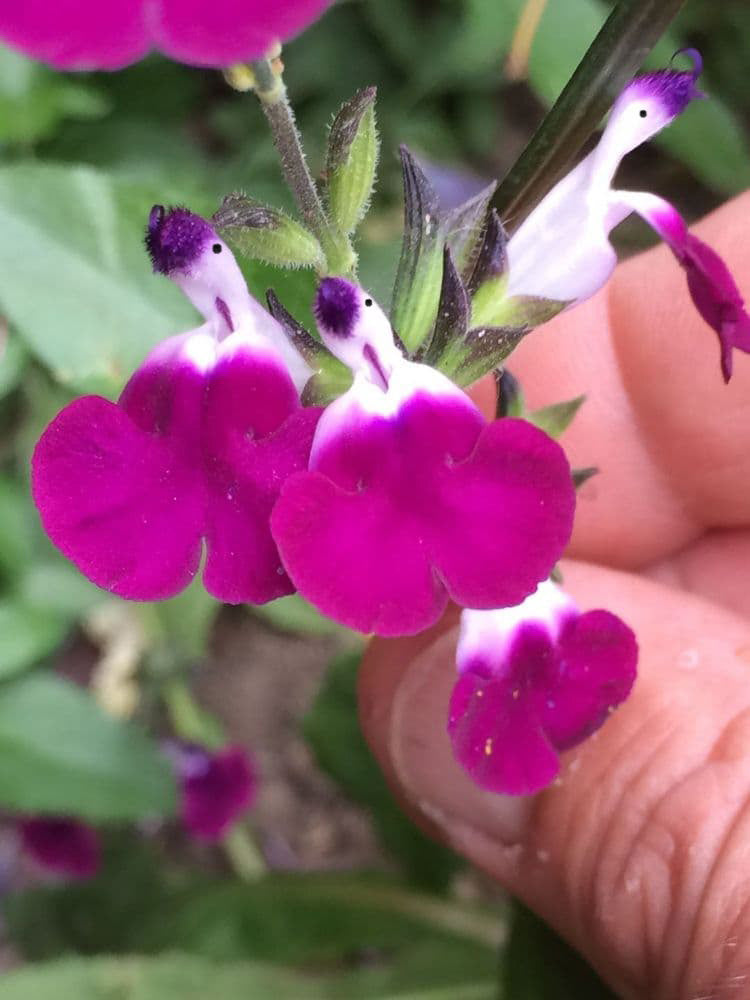 🤩Salvia ‘Amethyst Lips’