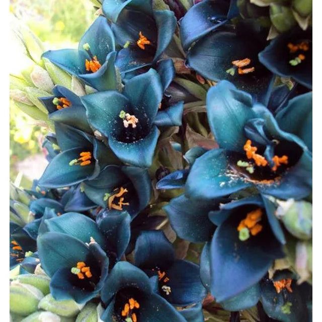 50 Bromeliad Alpestris Seeds, Bromeliad Sapphire Tower, bromeliad peacock flower Seeds - 50Seeds (Puya alpestris) -50 Count per Pack