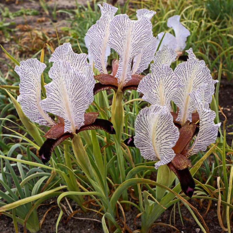 Iris Paradoxa Forma Choschab