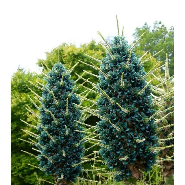 50 Bromeliad Alpestris Seeds, Bromeliad Sapphire Tower, bromeliad peacock flower Seeds - 50Seeds (Puya alpestris) -50 Count per Pack