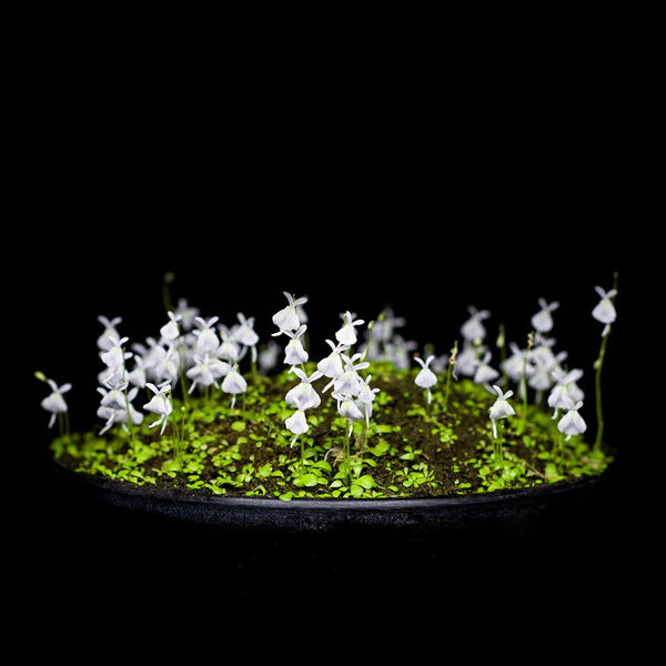 Utricularia Sandersonii