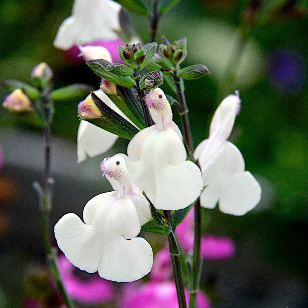💕This year's most popular variety🔥🎁Salvia microphylla 'Hot Lips'