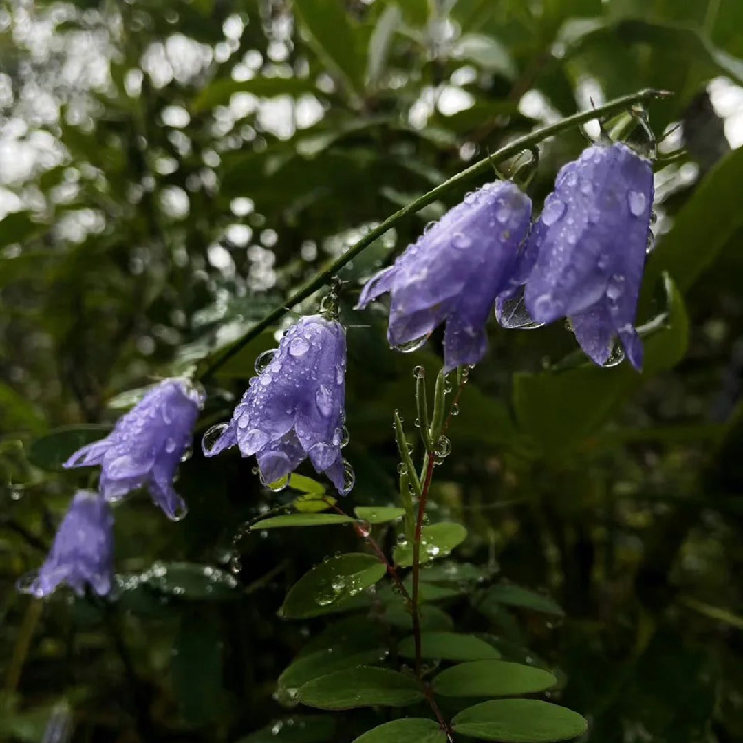 🪻Purple Adenophora Stricta Flower Seeds