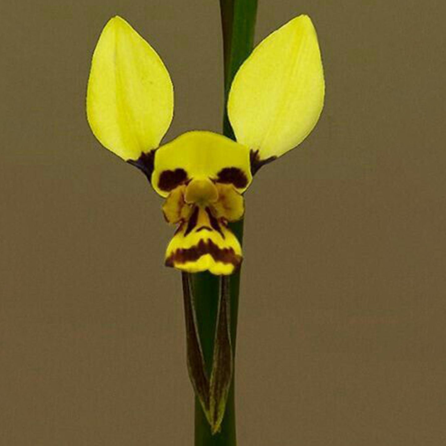 bee and pup🐝🐶 Diuris orientis flower seeds
