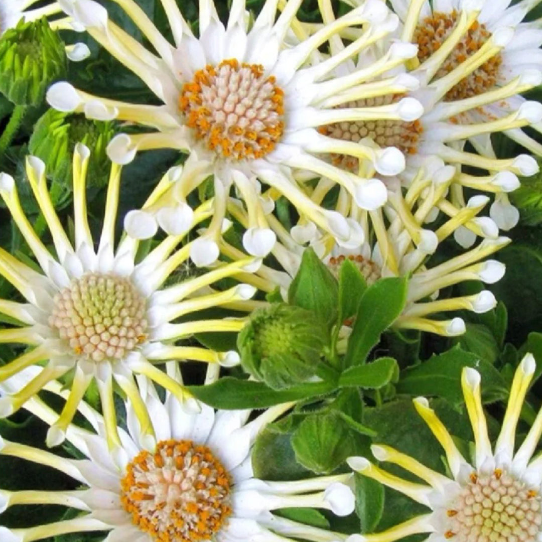 African Daisy Mixcolor Seeds