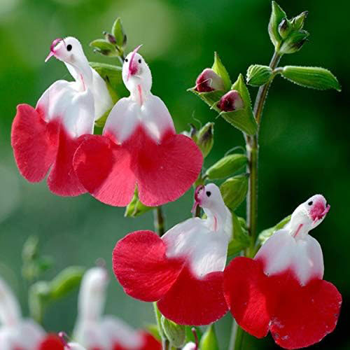 💕This year's most popular variety🔥🎁Salvia microphylla 'Hot Lips'