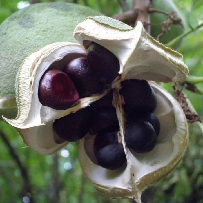 Champion😍/ Xanthoceras sorbifolium Seeds