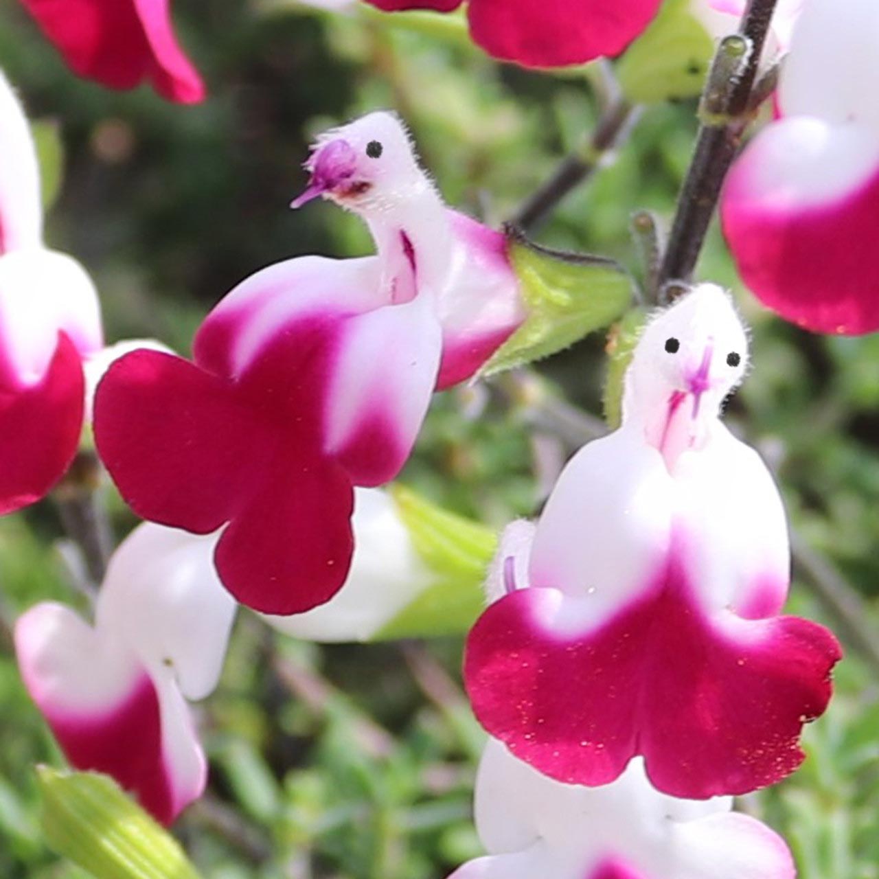 😍Salvia ‘Cherry Lips‘