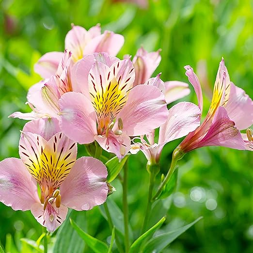 Alstroemeria hybrid ‘Tricolor’