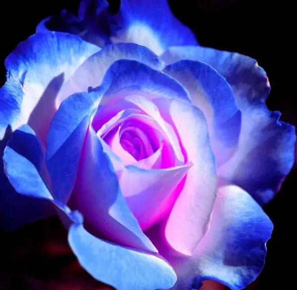 Rare Moon Rose Seeds