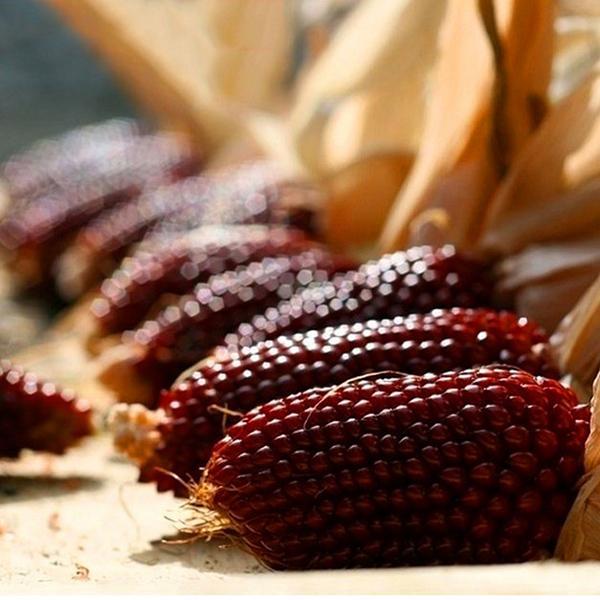 Egrow 100Pcs/Pack Jackfruit Strawberry Seeds Garden Plants Fruit Seeds