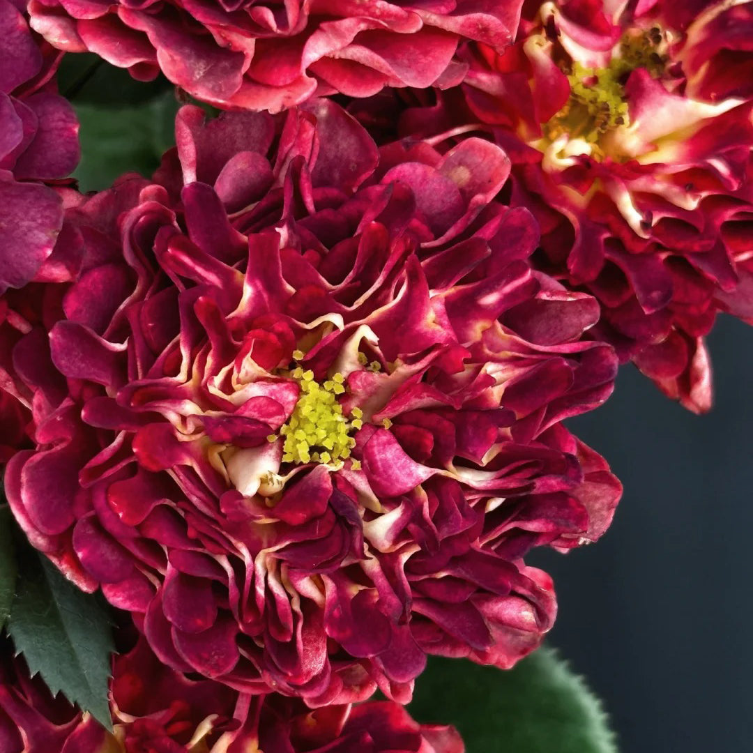 Sea Anemone Rose "florid" Flower Seeds