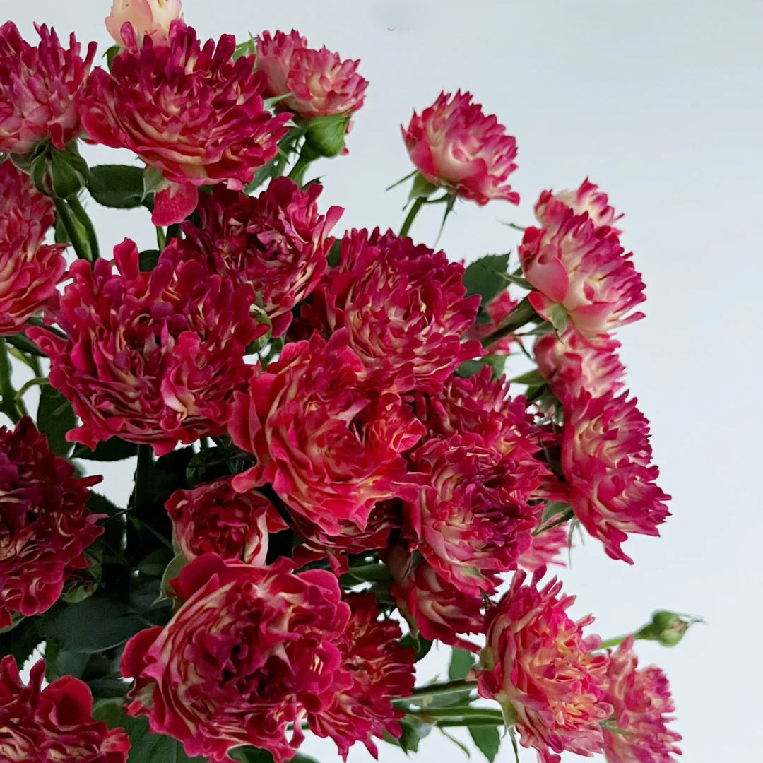 Sea Anemone Rose "florid" Flower Seeds