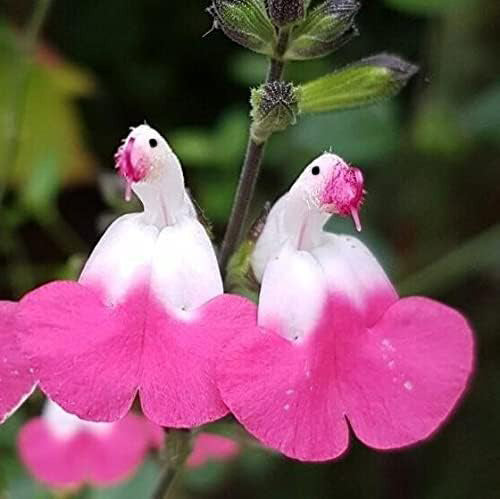 🥰Salvia 'Pink Lips'