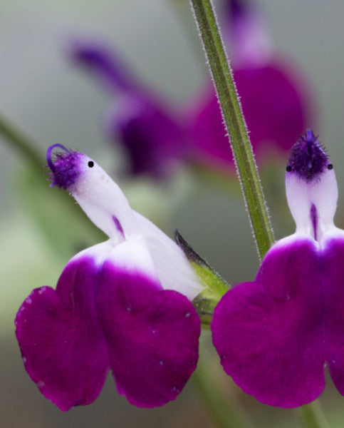 🤩Salvia ‘Amethyst Lips’
