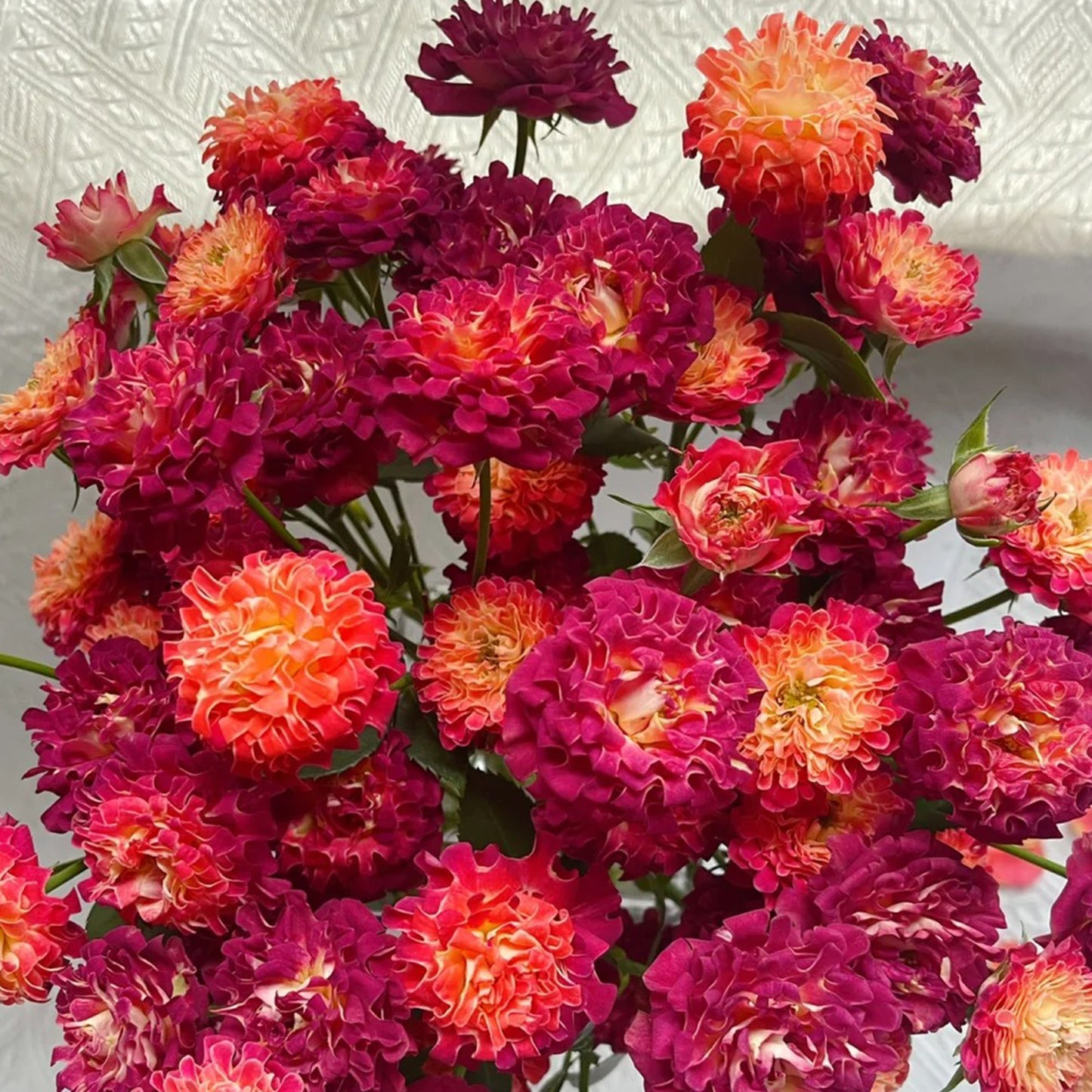 Sea Anemone Rose "florid" Flower Seeds