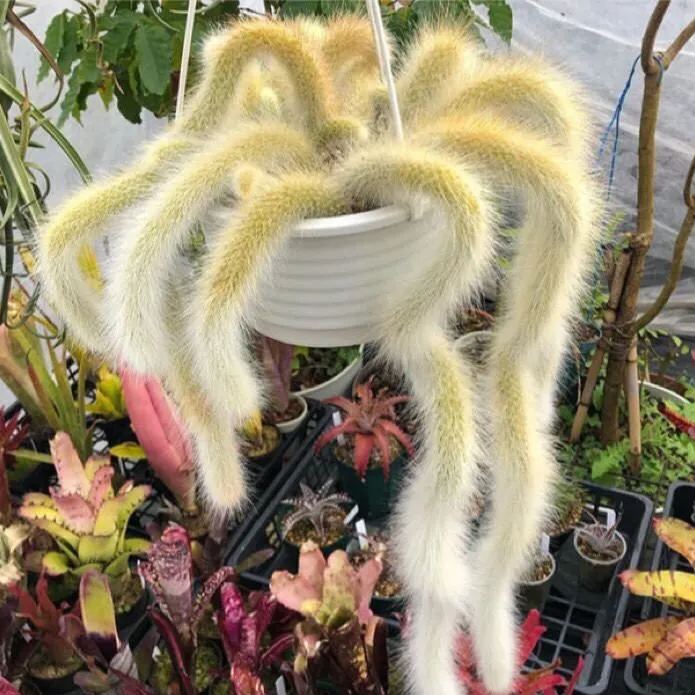 Nine-Tailed Fox Succulent