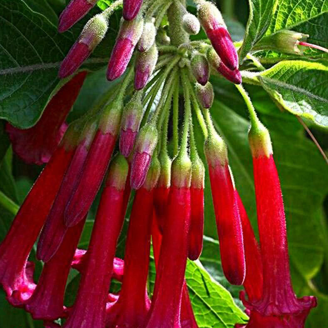 Angel Trumpet Datura Brugmansia Mix Seeds