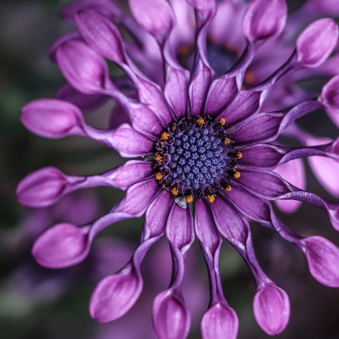 African Daisy Mixcolor Seeds