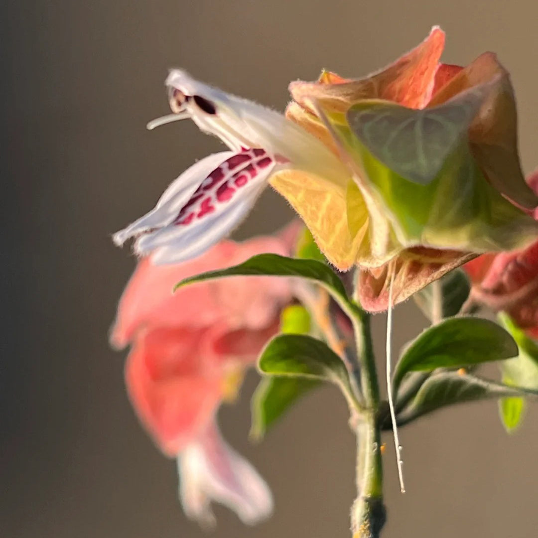 Justicia brandegeana seeds