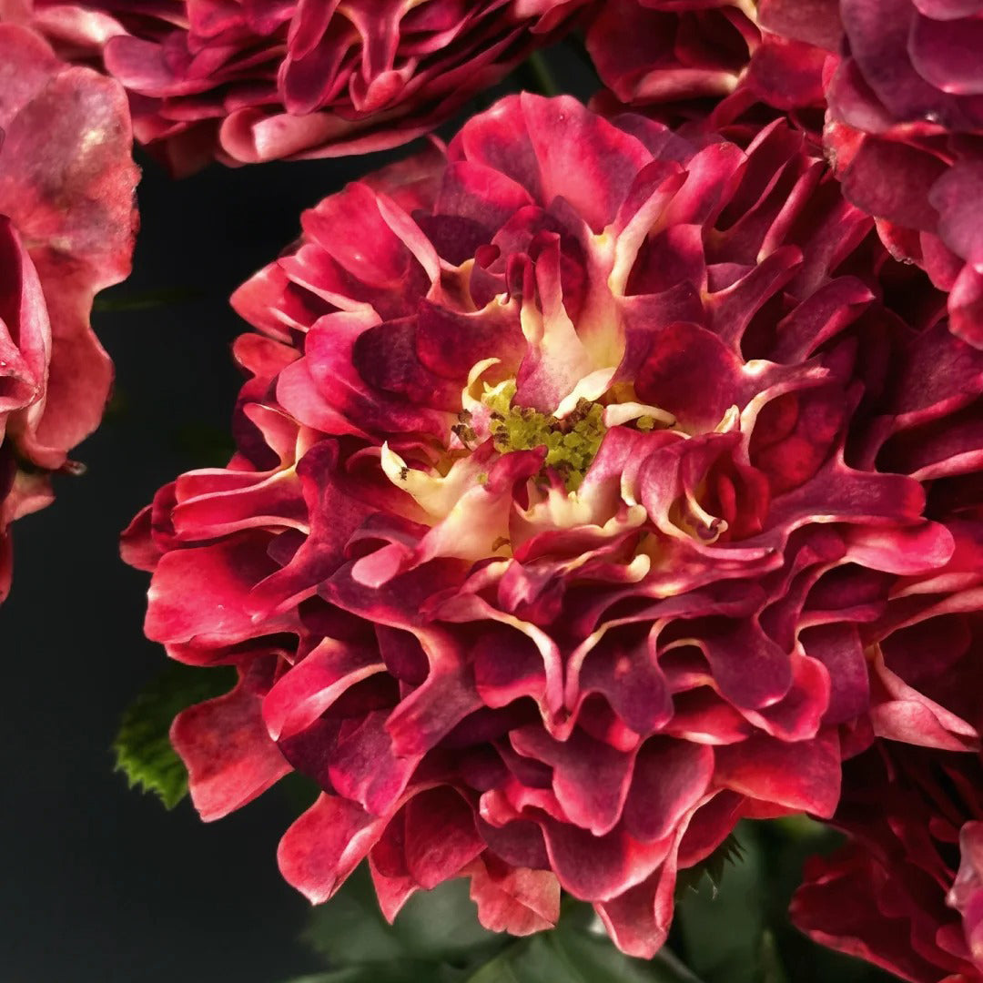 Sea Anemone Rose "florid" Flower Seeds