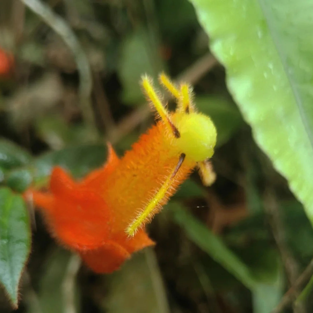 Columnea antennifera flower seeds