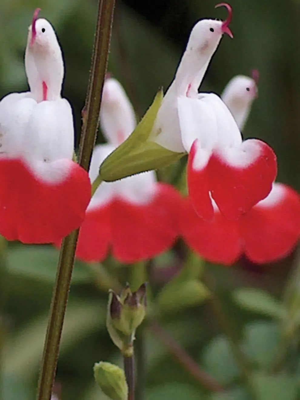 💕This year's most popular variety🔥🎁Salvia microphylla 'Hot Lips'