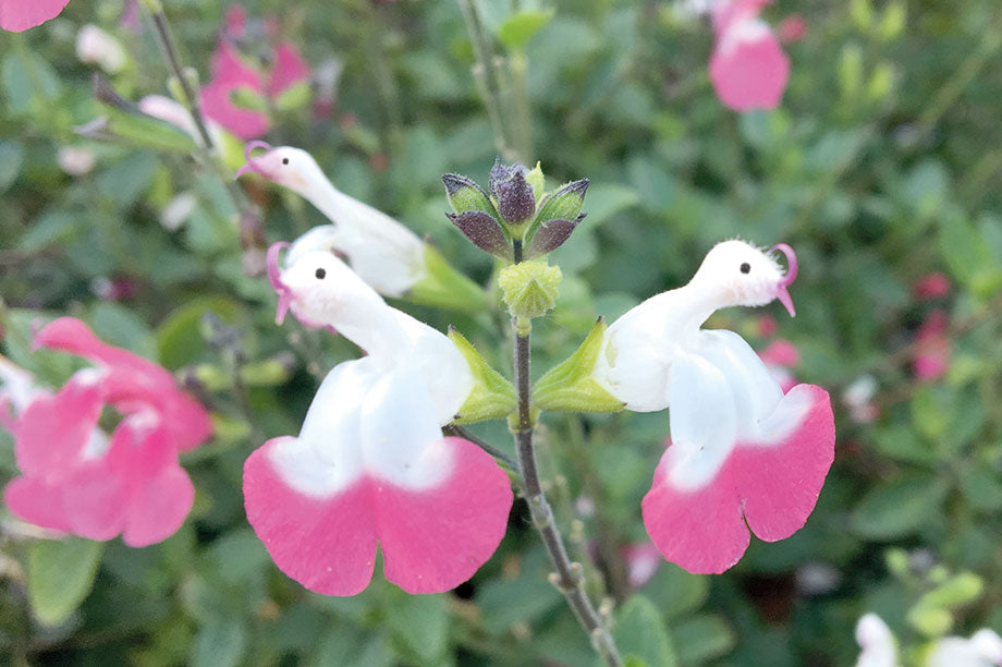 🥰Salvia 'Pink Lips'