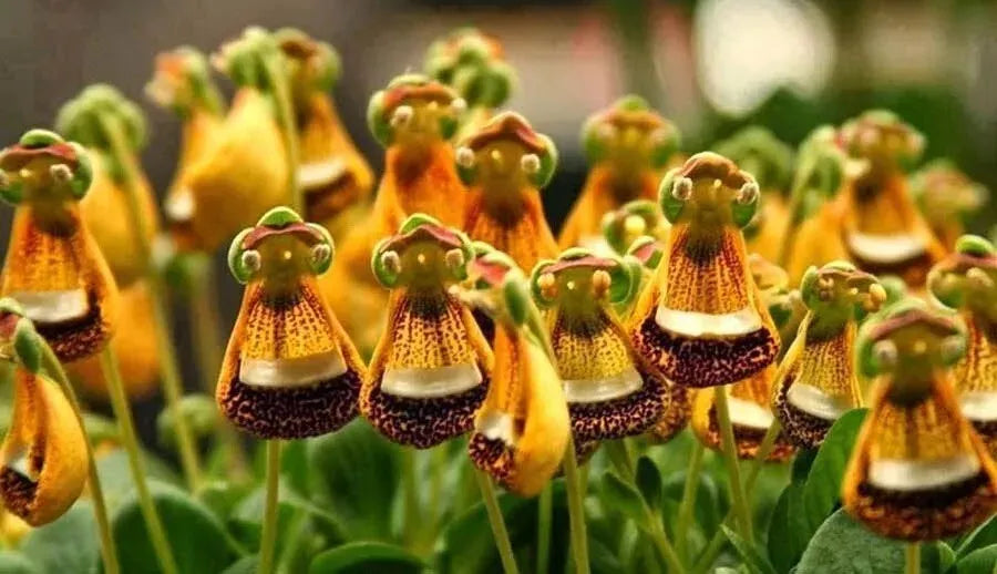 Happy Alien (Calceolaria Uniflora) Flower Seeds Plant Seed Rare
