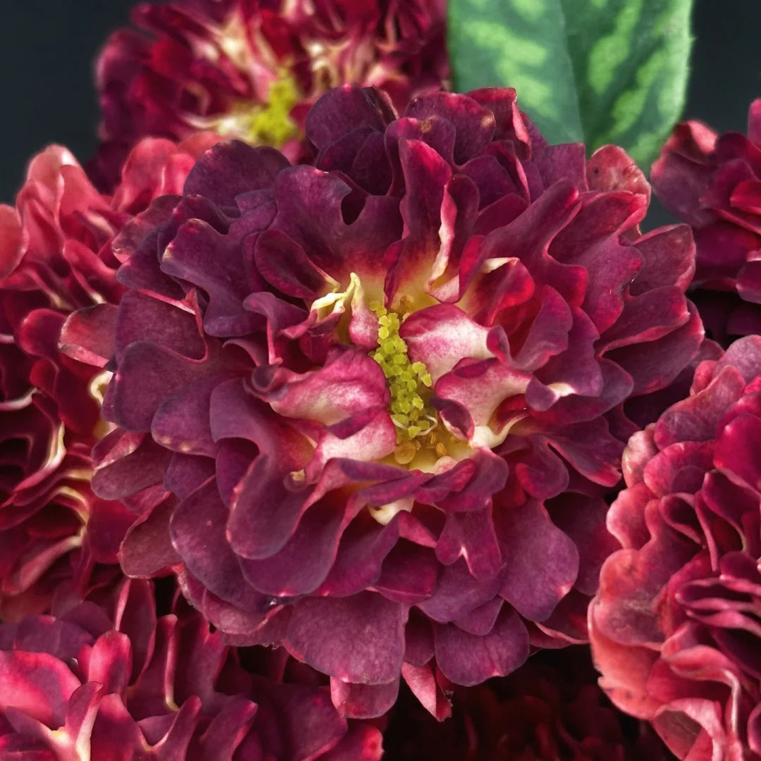 Sea Anemone Rose "florid" Flower Seeds