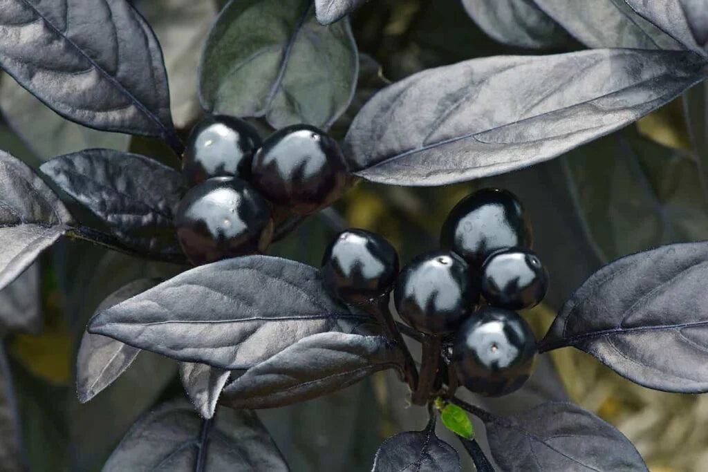 Black Pearl Ornamental Pepper