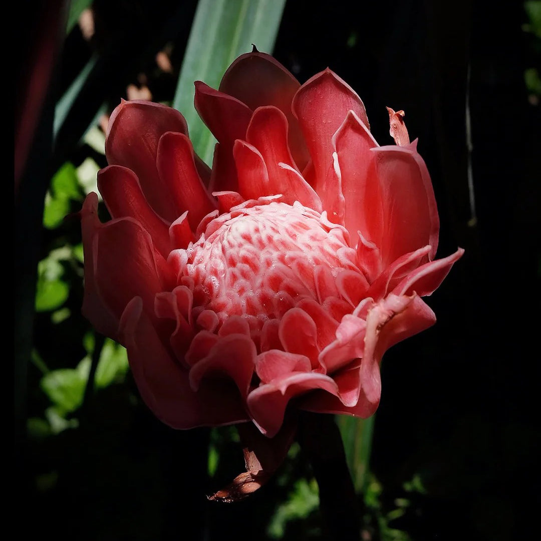 Pink Torch Ginger/Etlingera elatior Flower Seeds